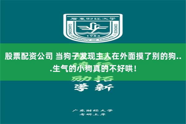 股票配资公司 当狗子发现主人在外面摸了别的狗...生气的小狗真的不好哄！